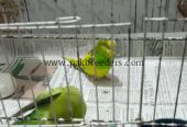Budgies / Australian