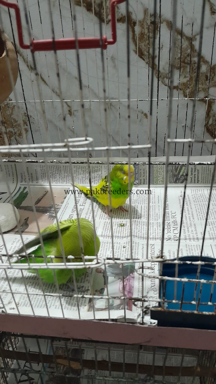 Budgies / Australian