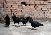 Ayam Samani Breeders for sale