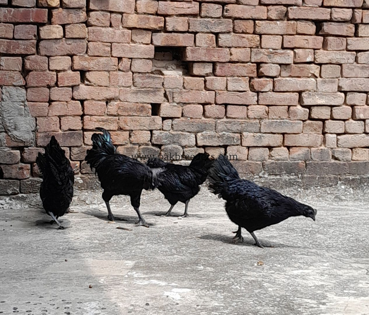 Ayam Samani Breeders for sale