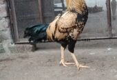 Aseel breed roster .