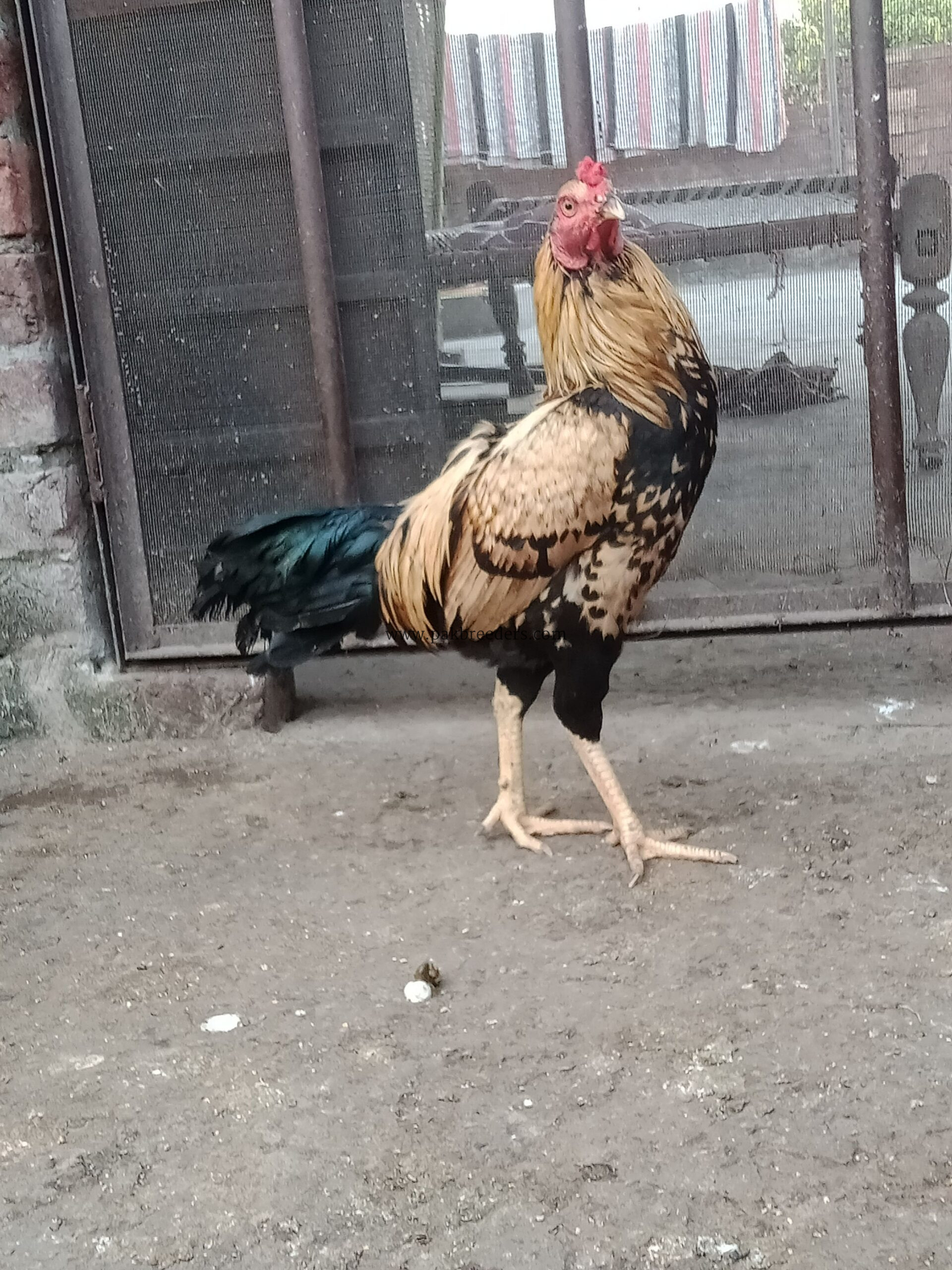 Aseel breed roster .