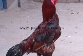 Aseel male bird breeder