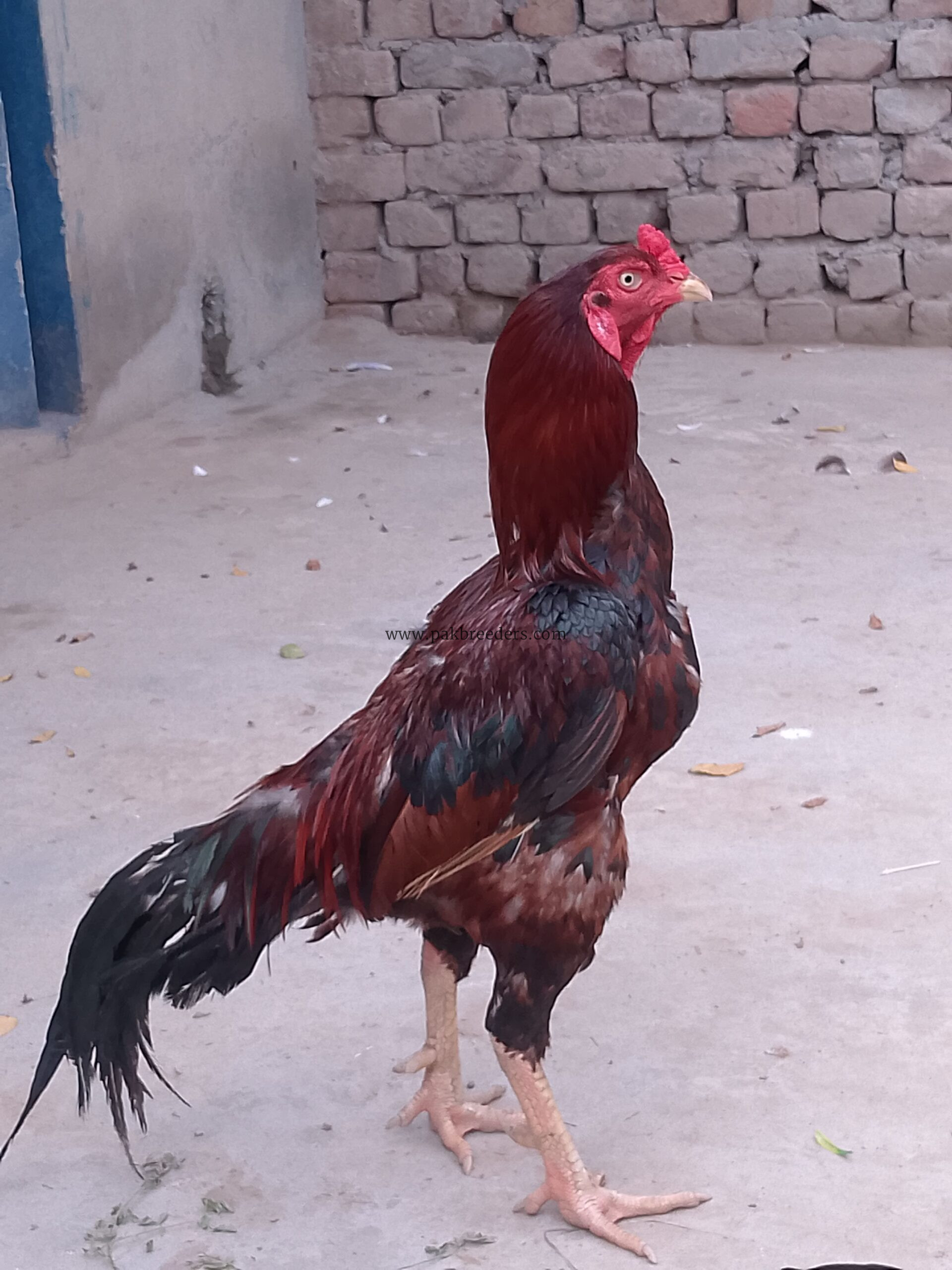 Aseel male bird breeder