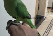 Ringbeck pair forsale one parrot hand tame