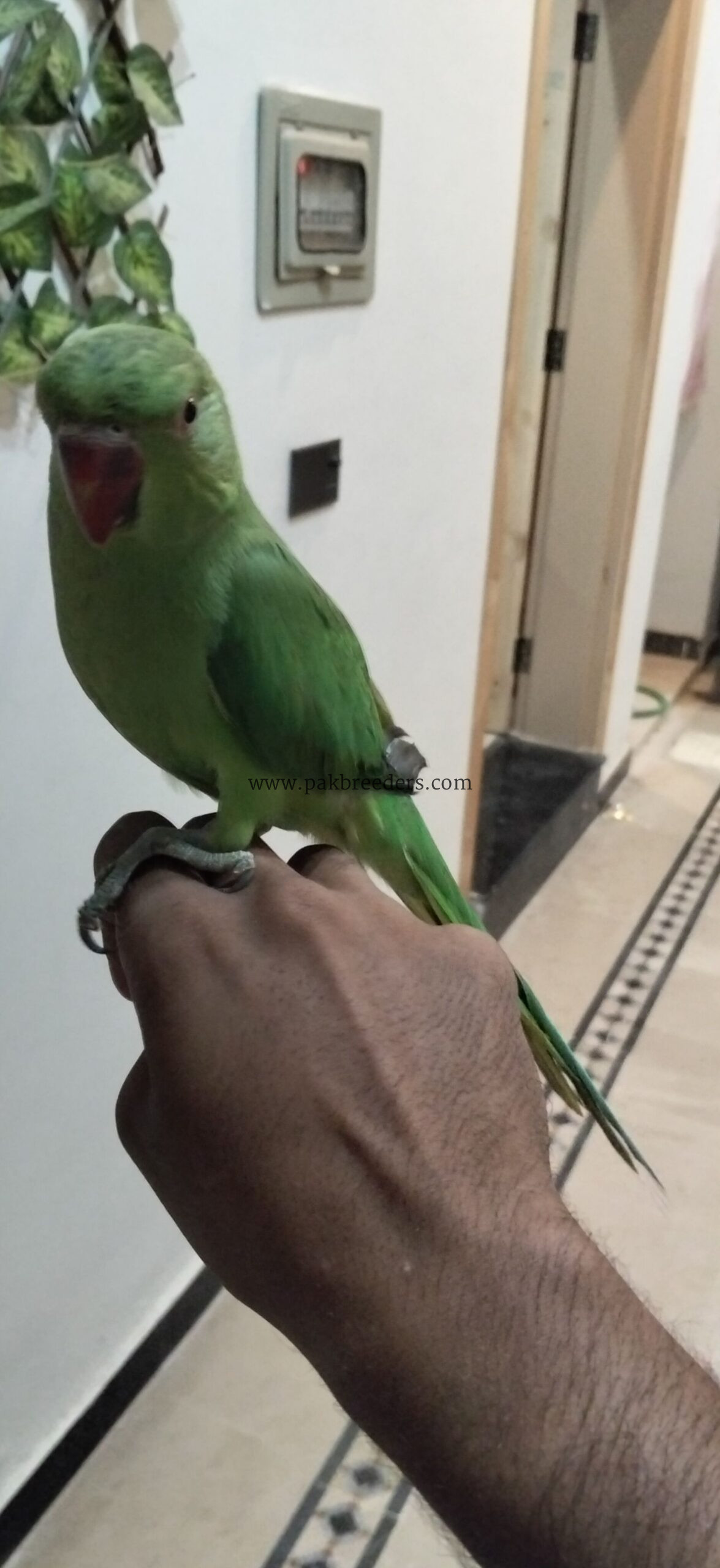 Ringbeck pair forsale one parrot hand tame