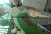 Raw Alexander Parrots For sale