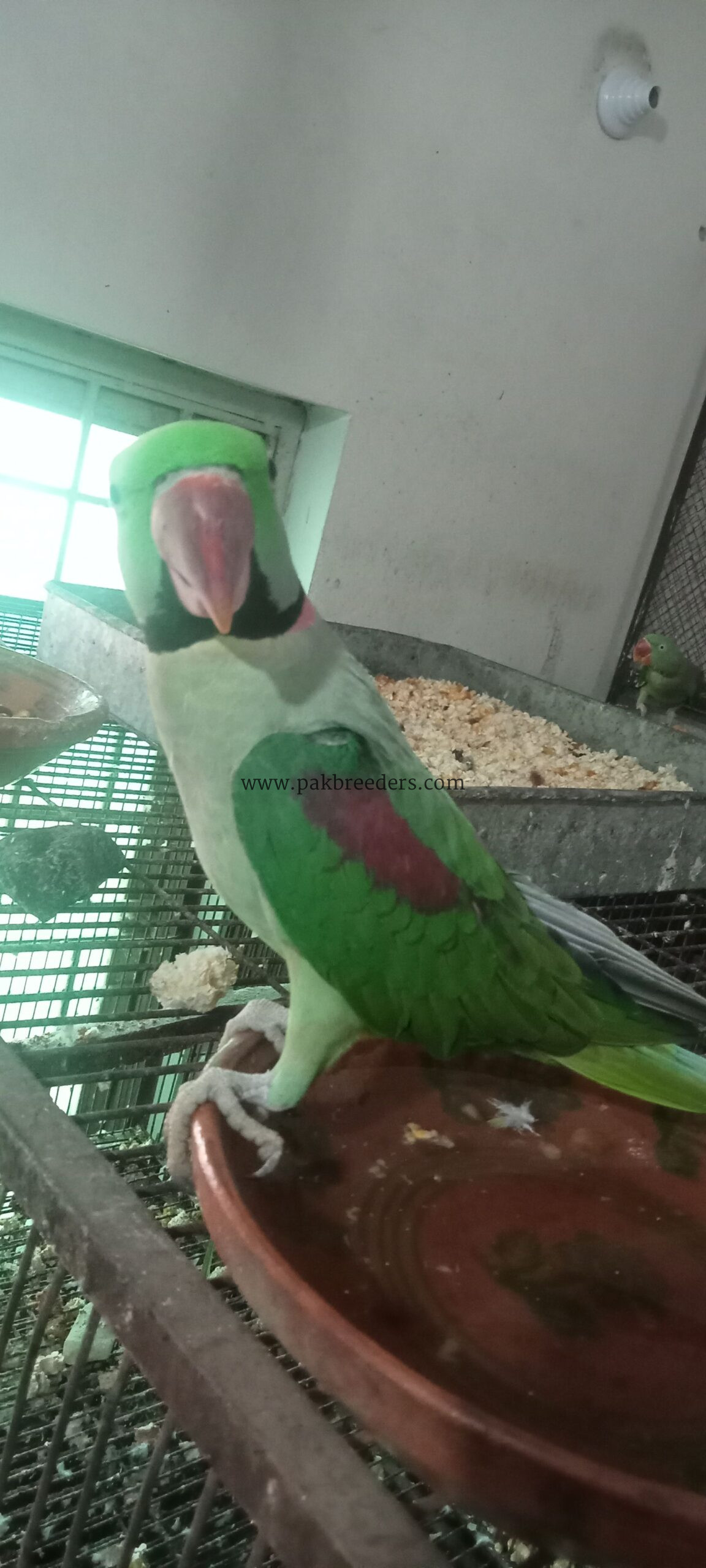 Raw Alexander Parrots For sale