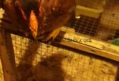 1 male 3 female.. Age 8 months. .2female Egg laying start