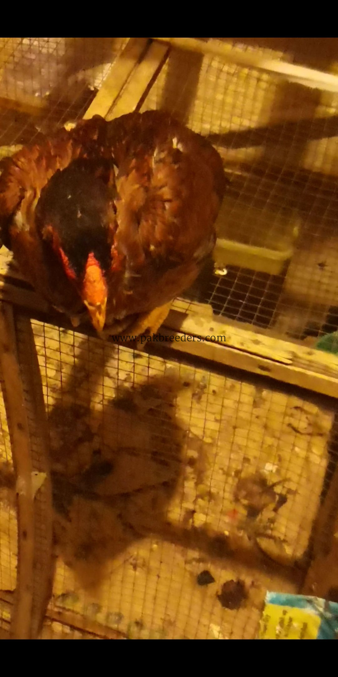 1 male 3 female.. Age 8 months. .2female Egg laying start