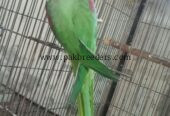 Raw Alexander Parrots For sale