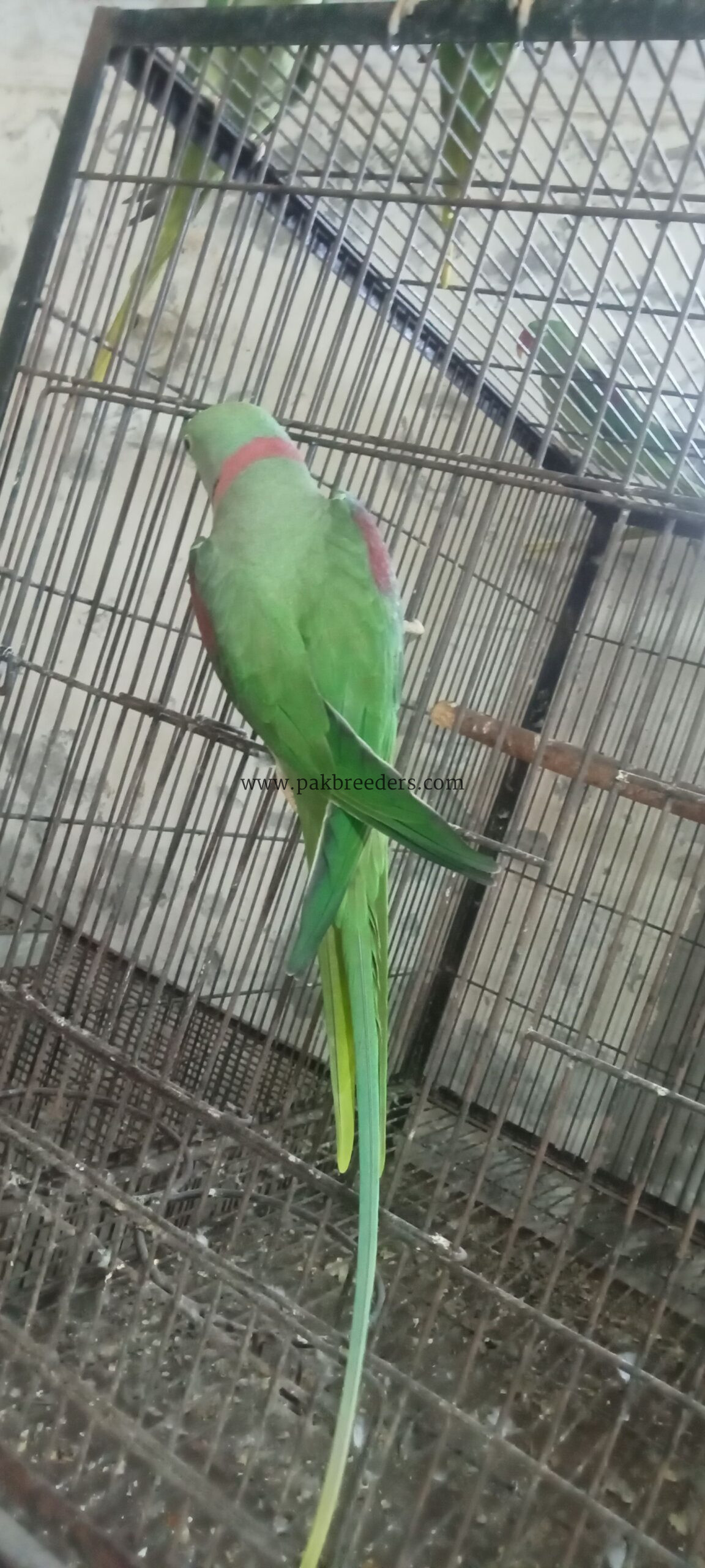 Raw Alexander Parrots For sale