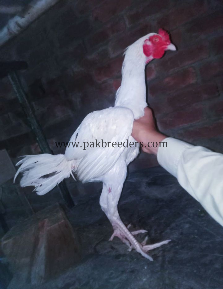 Aseel breed roster .