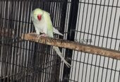 Cremio ring neck breder male