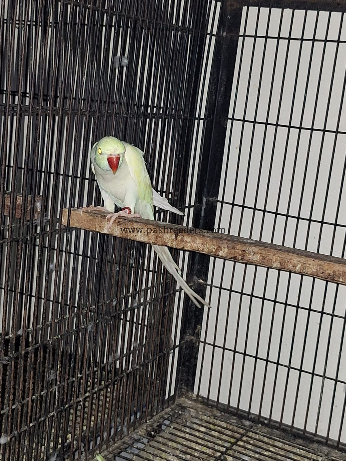 Cremio ring neck breder male