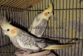 Beautiful breeder cocktail parrots pair