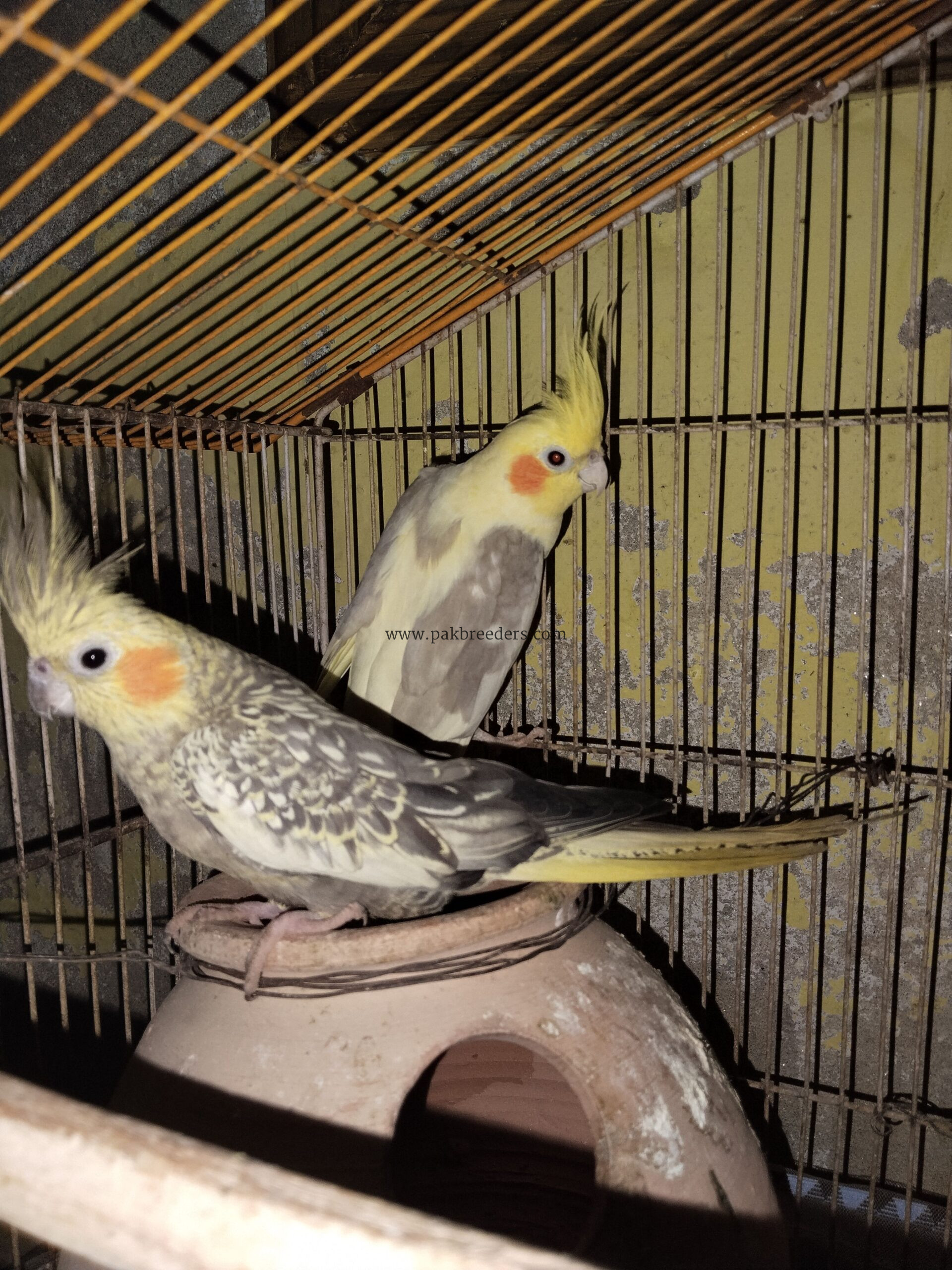 Beautiful breeder cocktail parrots pair