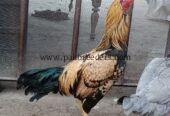 Aseel breed roster .