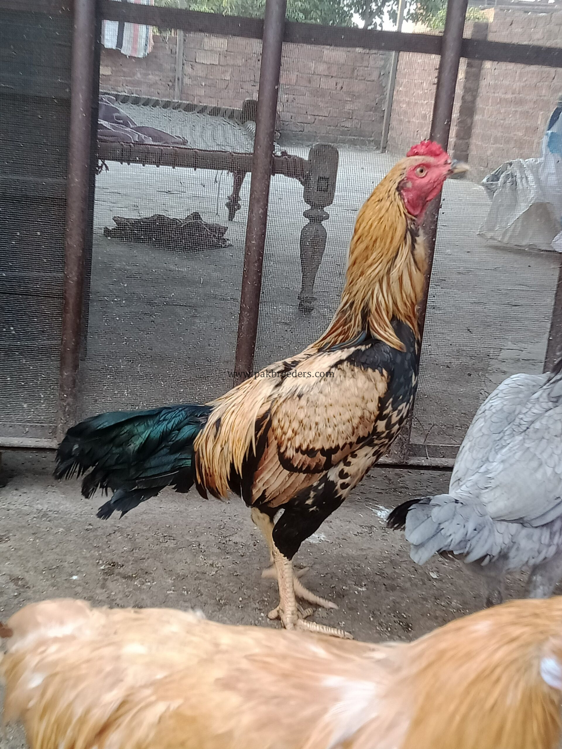 Aseel breed roster .