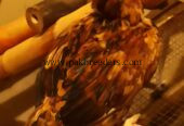 1 male 3 female.. Age 8 months. .2female Egg laying start