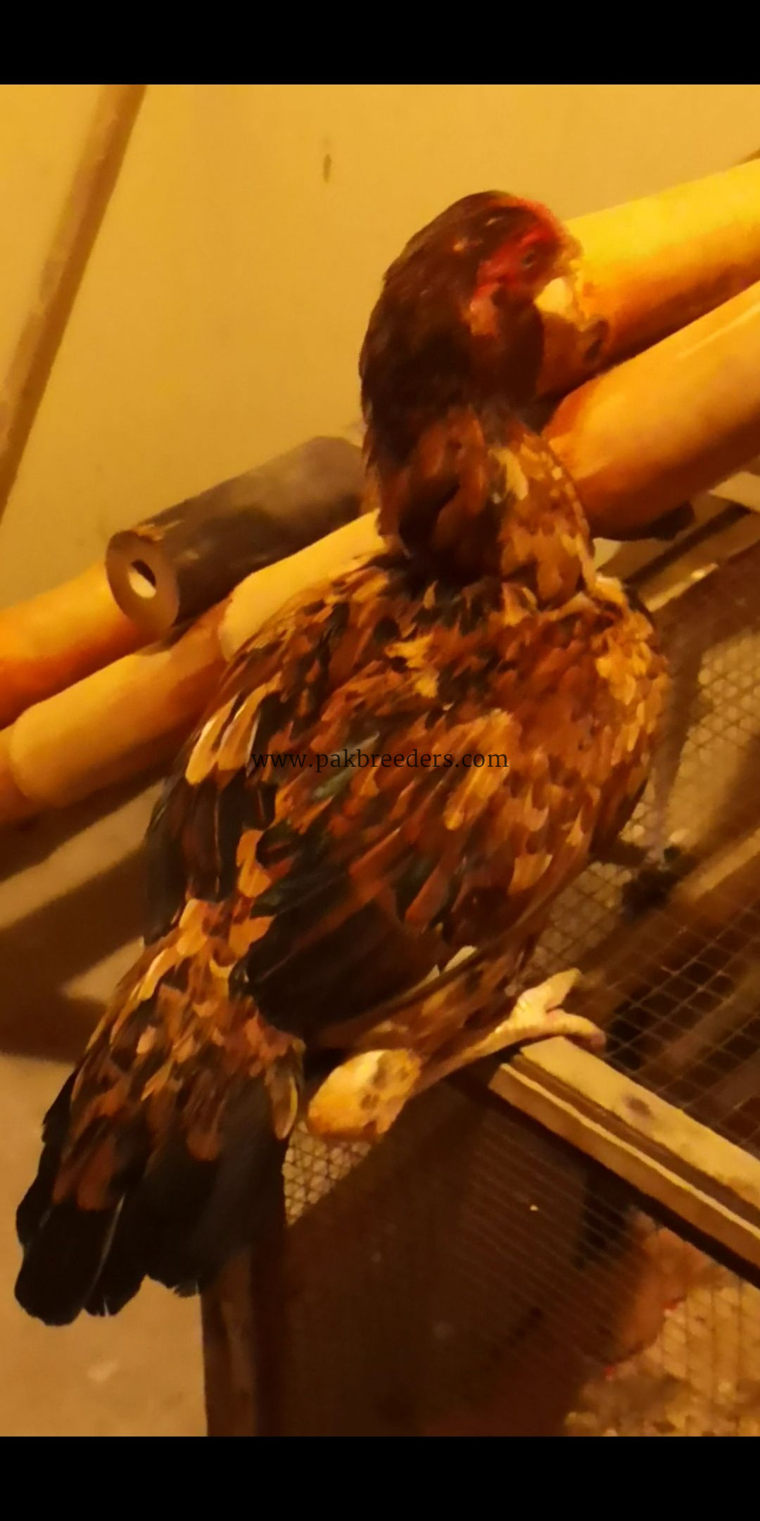 1 male 3 female.. Age 8 months. .2female Egg laying start