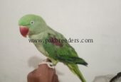 Kashmiri raw parrot ha hand tym