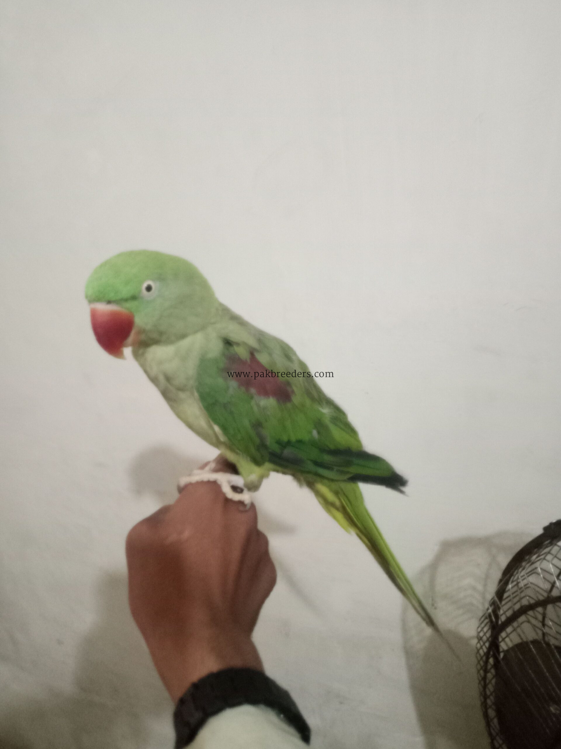 Kashmiri raw parrot ha hand tym