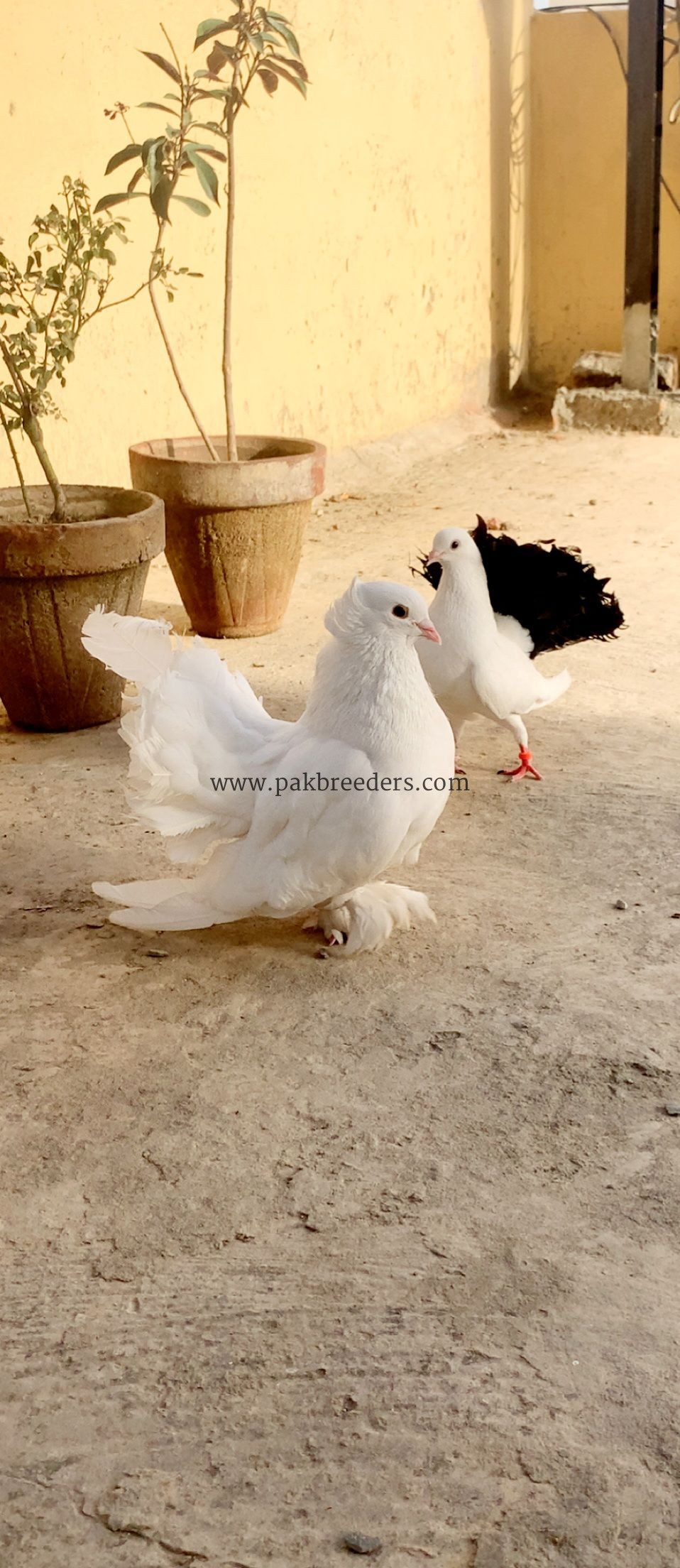 American lukky all Pigeon Available