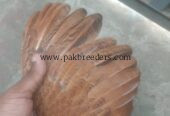 Best breeder seal hen contact number 03266809903