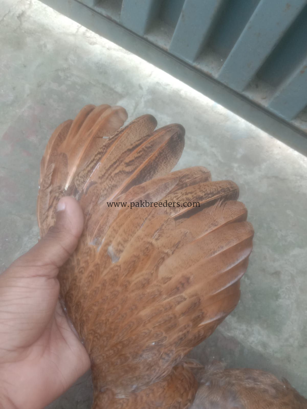 Best breeder seal hen contact number 03266809903