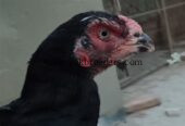 Aseel murgiyan 5 2 murgay all for sale