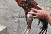 Aseel Type Rooster For Sale