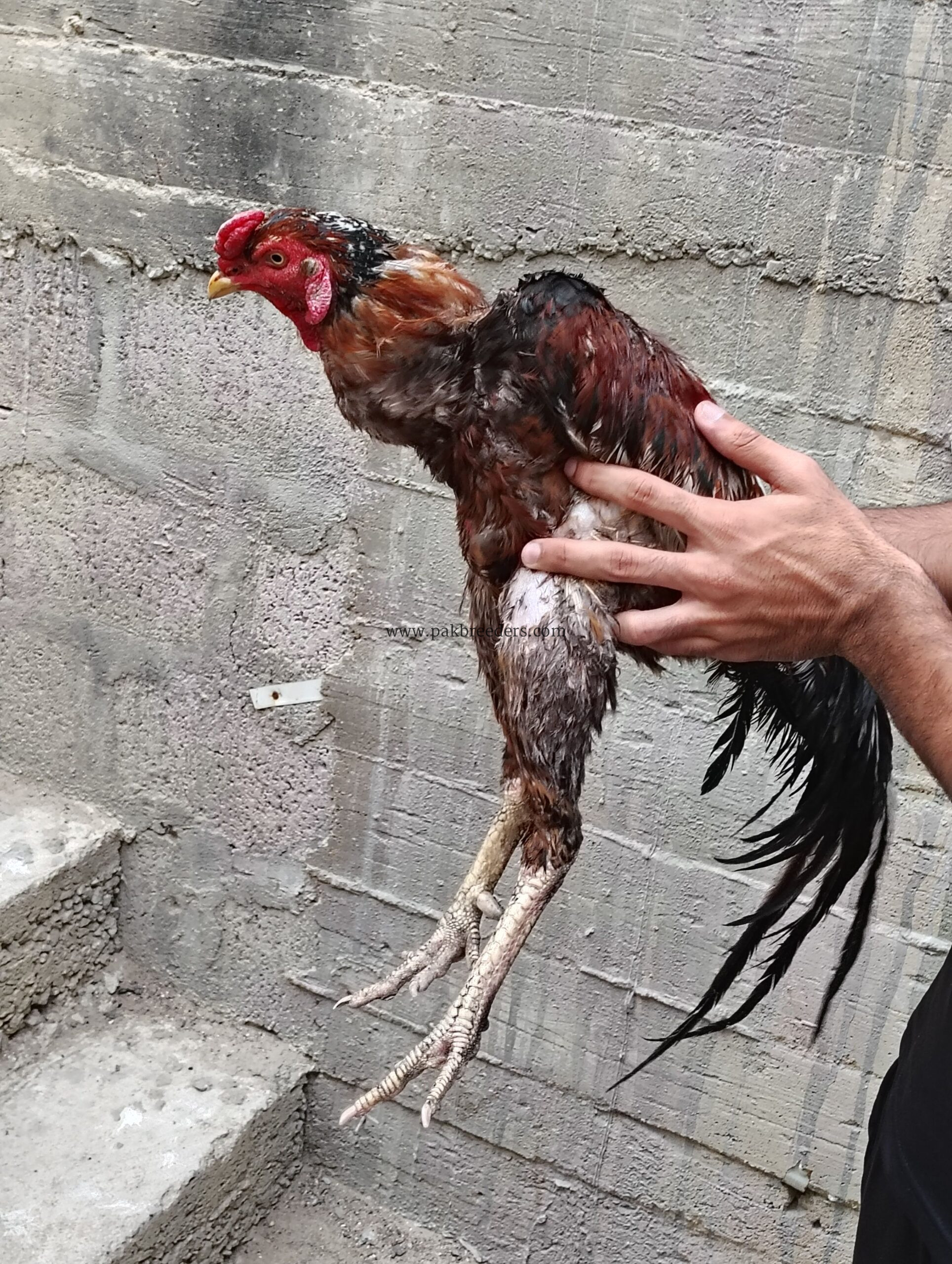 Aseel Type Rooster For Sale
