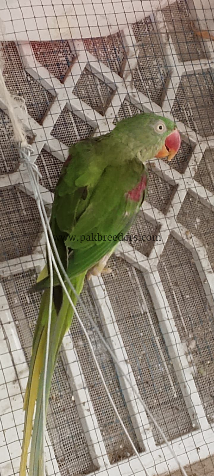 Female parrot 🦜 for sale I want