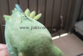 Ringbeck pair forsale one parrot hand tame