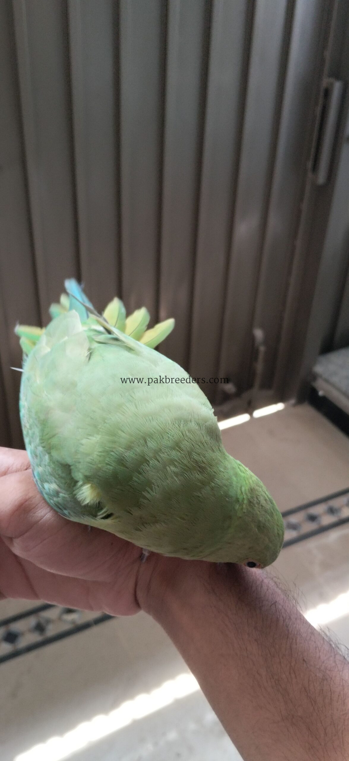 Ringbeck pair forsale one parrot hand tame
