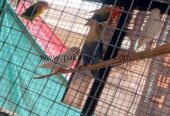 Love bird breeder pairs