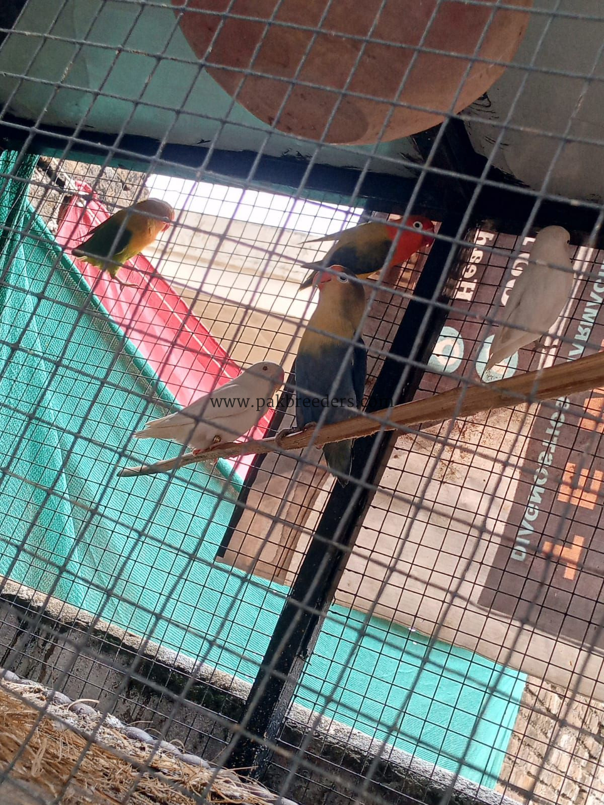 Love bird breeder pairs