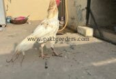Heera aseel murga hai