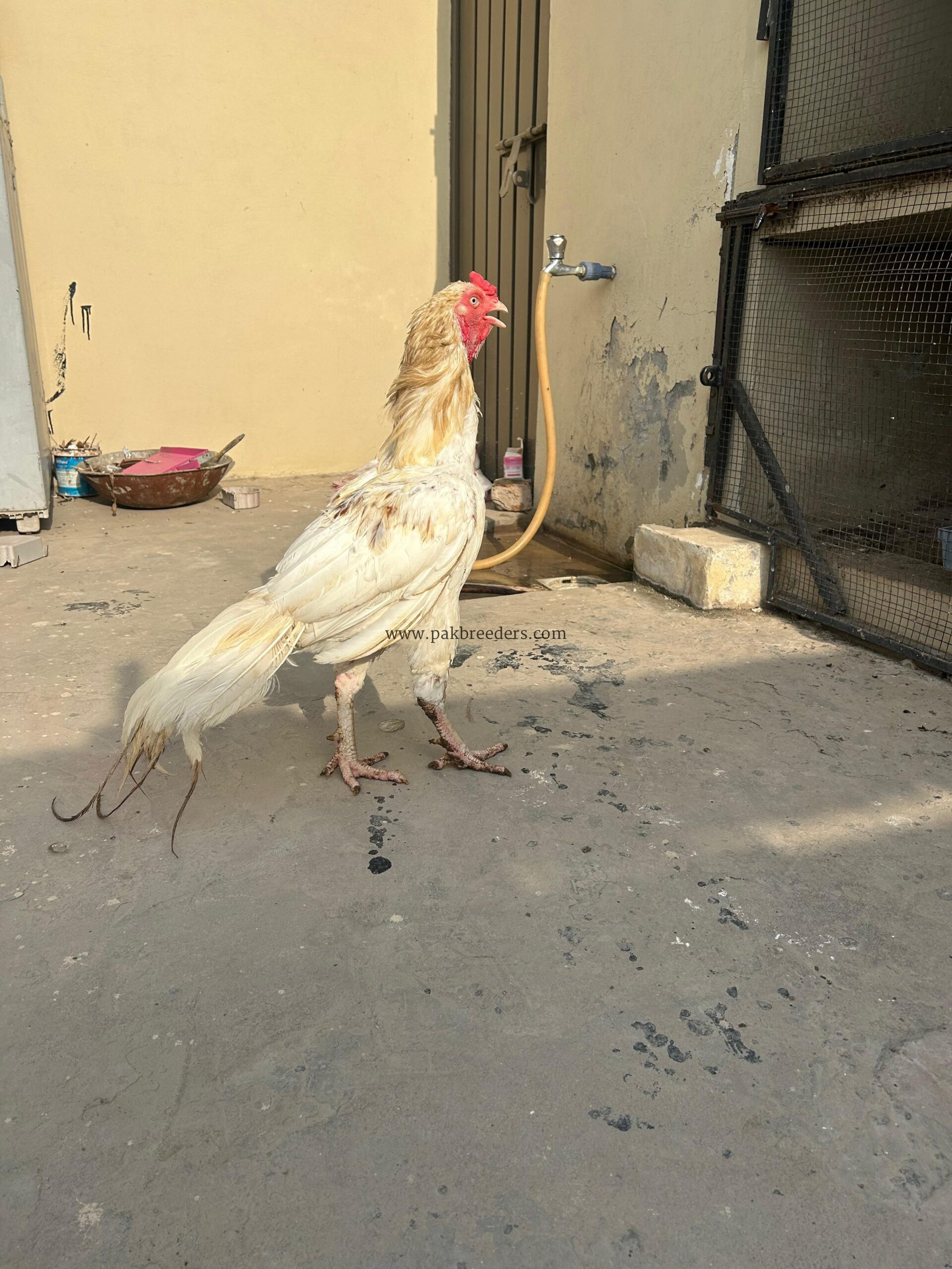 Heera aseel murga hai