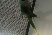 Raw Alexander Parrots For sale