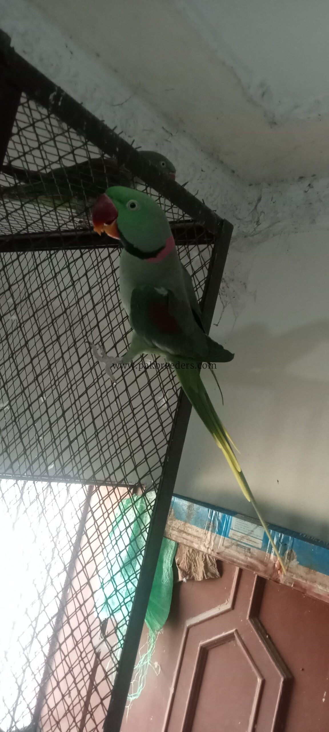 Raw Alexander Parrots For sale