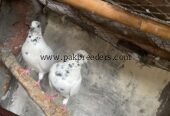 Breeder Pair 03227423050