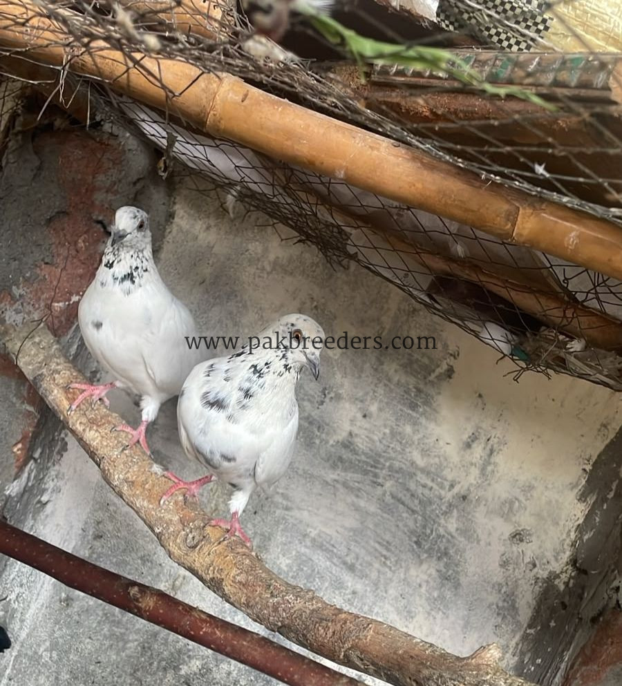 Breeder Pair 03227423050