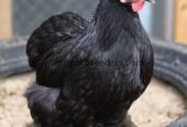 Bantam breeder pair