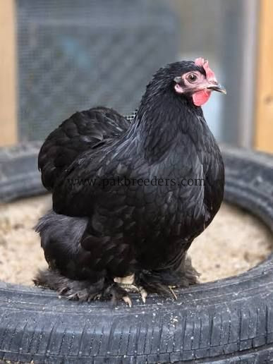 Bantam breeder pair
