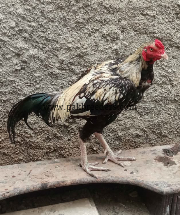 Pure Aseel Jawan Pattha (Mushki/Jawa Class) – Ghar Ka Pala Hua