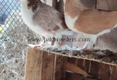 Shirazi pegions full breeder pair