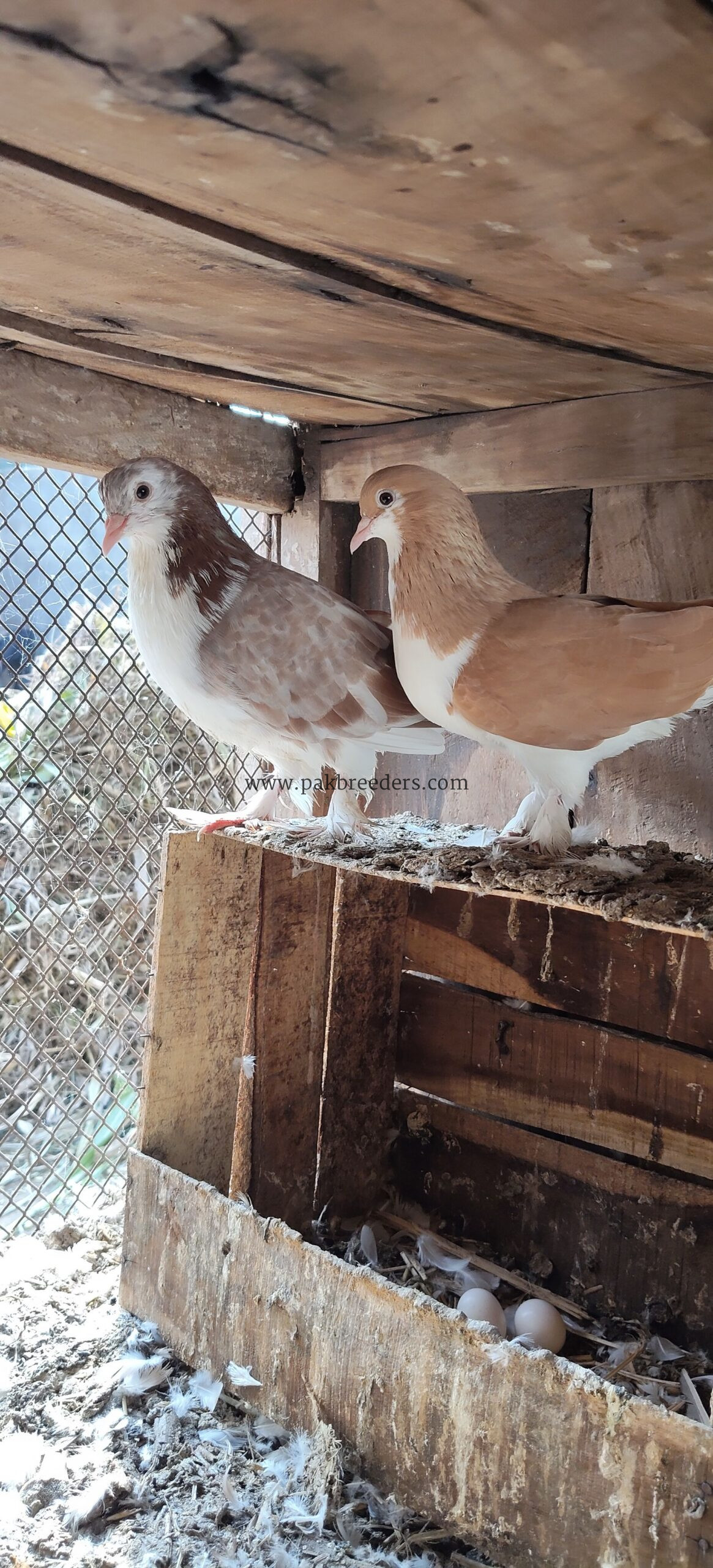 Shirazi pegions full breeder pair