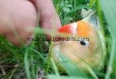 3 Color Available For Hand Tame Love Bird